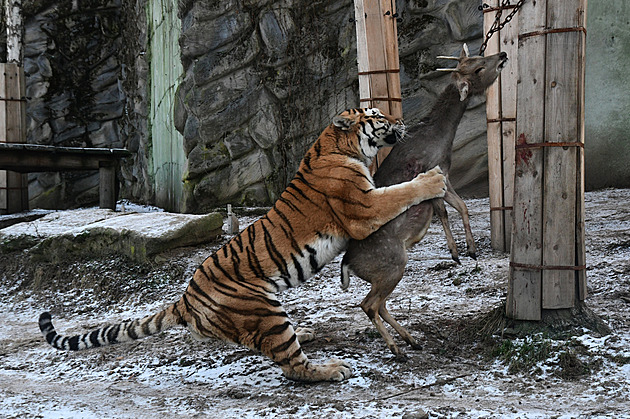 Dostávají červy i krevety, ovoce jim nesvědčí. Čím krmí v zoo zvířecí gurmány