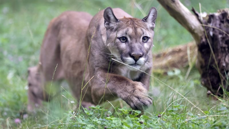 Puma zřejmě zabila ženu: Turisté ji našli v Coloradu ležet na zemi, šelmu zahnali kameny