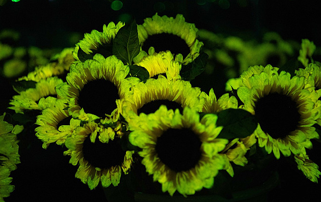 Čínští vědci oživují svět z filmu Avatar. Chtějí zdarma rozsvítit ulice