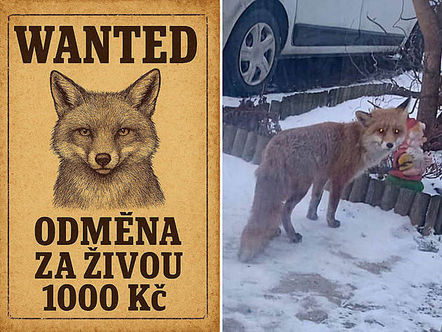 Jak na Divokém západě. Obec vypsala odměnu na lišku, ve velkém plení drůbež