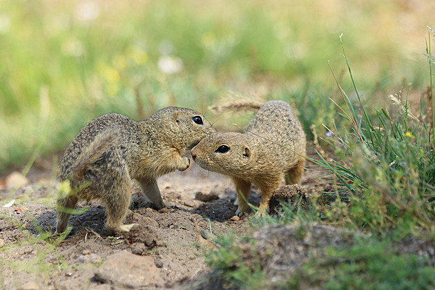 Přežijí rok 2030? Poznejte deset nejohroženějších živočichů Česka