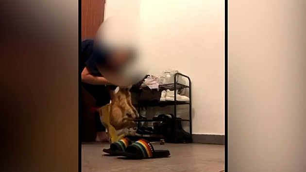 Kočku v igelitové tašce mlátila a bodala, týráním se žena pochlubila na TikToku