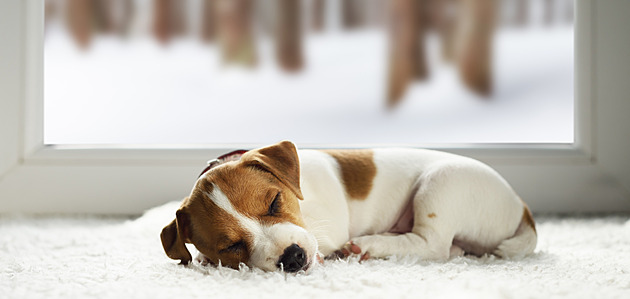 Vybírejte, kteří roztomilí mazlíčci vyhrají v únoru prémiové české krmivo