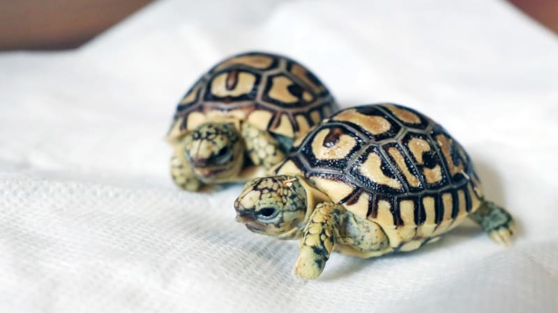 Letuška pašovala na těle 30 vzácných želv. Chovala se podezřele, thajská policie ji zadržela