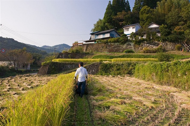 Japonsko hledá cestu z klimatické krize. Začalo pěstovat nový druh rýže